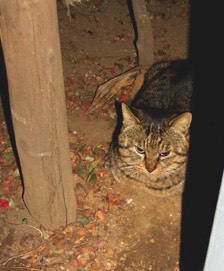 UNADJUSTEDNONRAW mini 478d