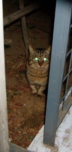 UNADJUSTEDNONRAW mini 4793